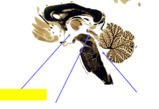 <p>Name the structure</p>