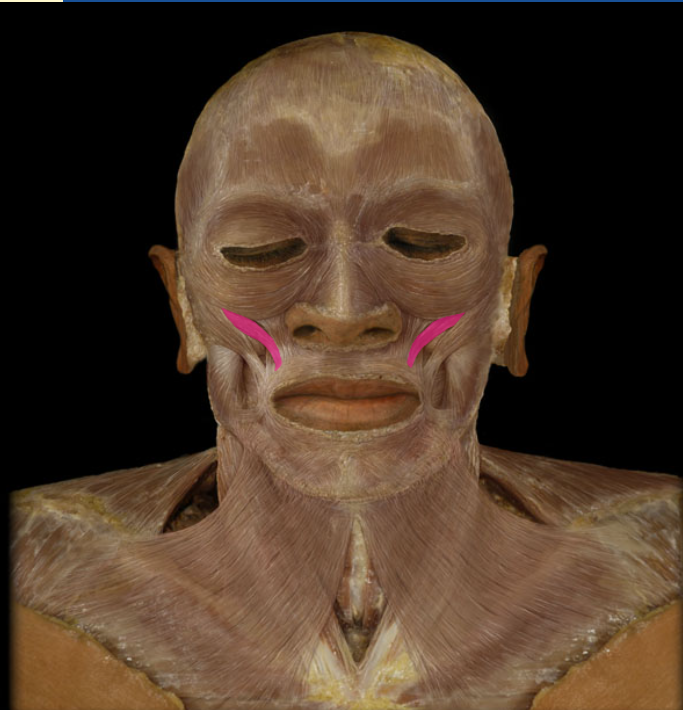 <p>action: elevates upper lip</p>