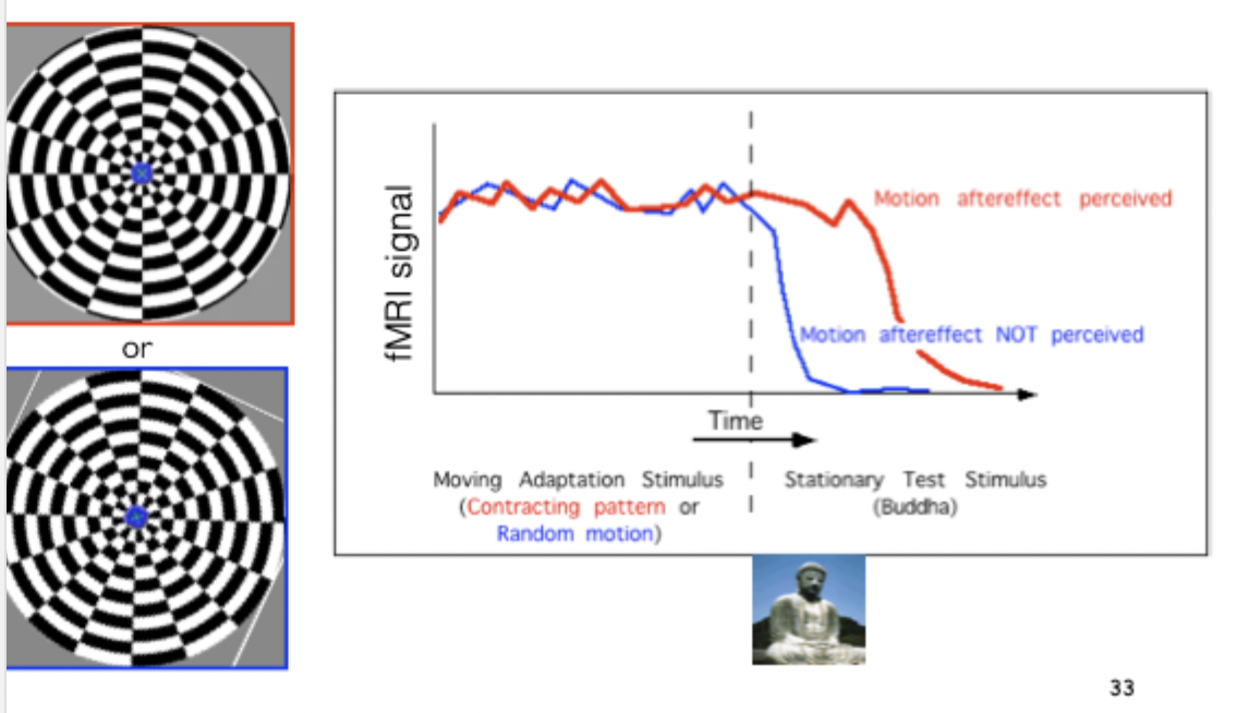 <ul><li><p><span>Red line is the condition in which I expect to get a motion aftereffect, the dashed line represents where have shift from adapting to looking at the stationary image.</span></p></li><li><p>Everything to left of dashed line is during adaptation. Right switched over to stationary Buddha image.</p></li><li><p>Area MT responds very strongly when adapting, at dashed line have change over to static image.</p></li><li><p>In one condition expect to get motion in one direction, and in blue don’t expect to get motion aftereffect. Red motion aftereffect perceived</p></li><li><p>In area MT see response while looking at a stationary image but only in the condition where I perceive the motion aftereffect. Area MT is responding very strongly when I experience the aftereffect even though there's no movement.</p></li><li><p>In the condition where there's no aftereffect activity drops pretty quickly, right away. The idea is that im seeing a stationary image, I haven't adapted to motion in one direction so there is no aftereffect.</p></li></ul><p></p><p><strong>Conclusion</strong></p><ul><li><p><span>So area MT seems to be largely related to our experience of the motion aftereffect</span></p></li></ul><p></p>