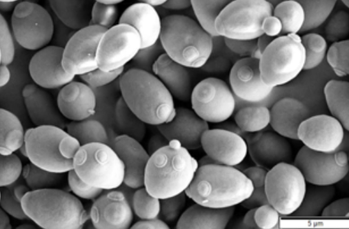 <p>daughter cells do not receive the same amount of cytoplasm</p><ul><li><p>small cells produced can still survive if they receive a nucleus and at least one organelle which cannot be assembled by itself</p></li></ul><p></p>