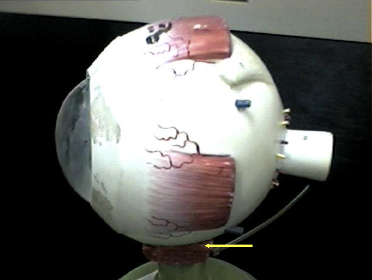 <p>Identify the eye parts. </p>