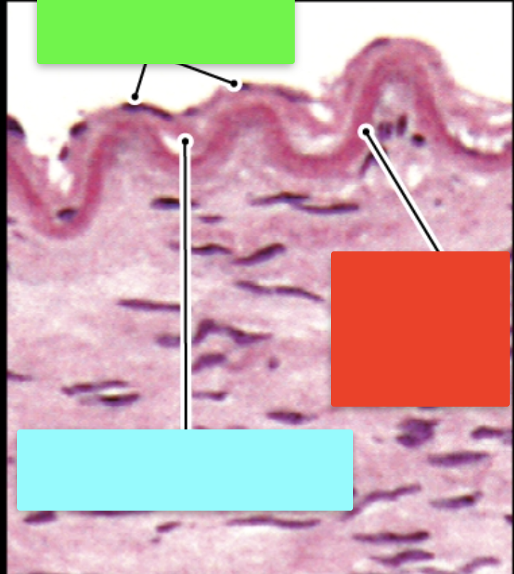 <p>Identify the structure indicated by the green box</p>