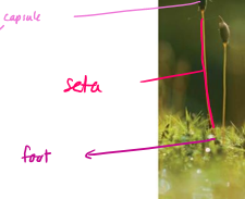 <p>The sporophyte is made up of what three parts?</p>