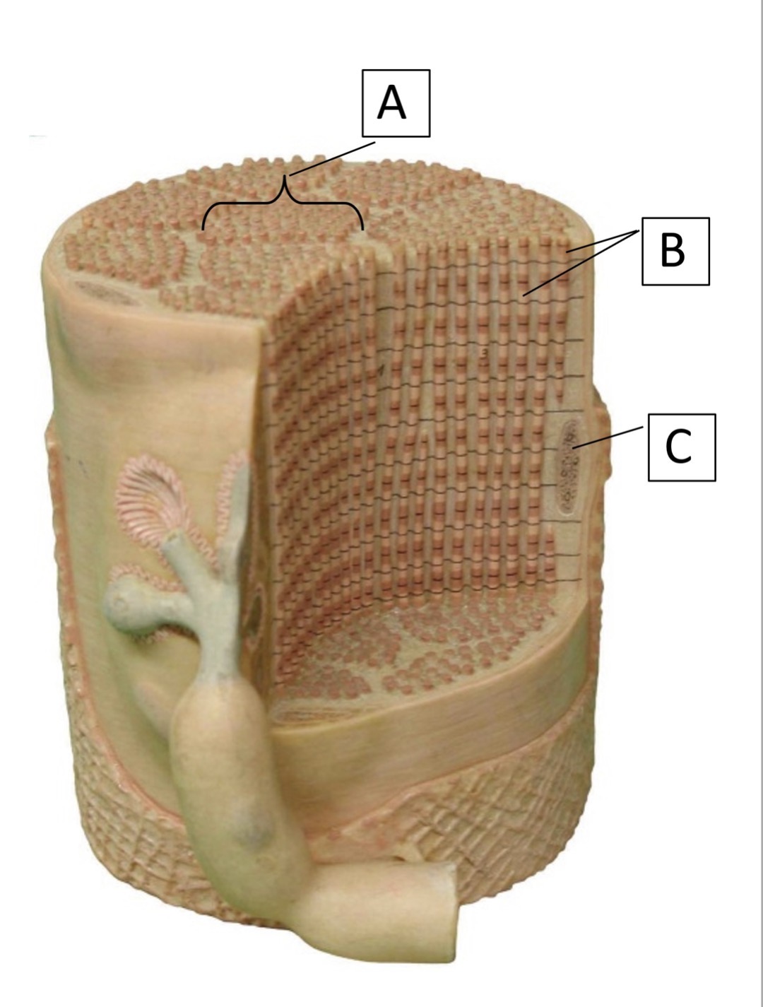 <p><span>What type of muscle cell does the model represent?</span></p>