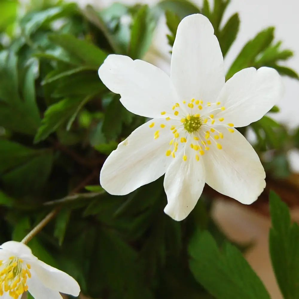 <p>Vitsippa (Ranunculaceae) (KÄNN IGEN PÅ BLAD)</p>