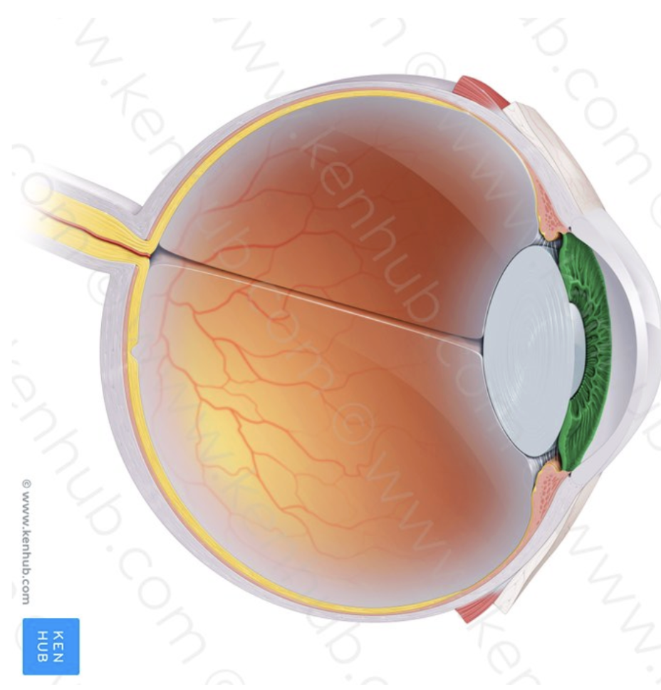 <p>What part of the eye is this?</p>