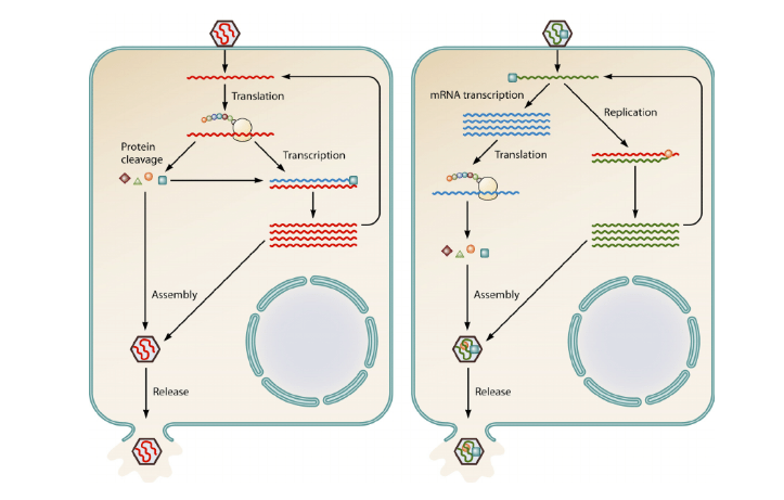 <p>Single stranded RNA:</p><p>1) Positive sense - have hosts use viral RNA directly as mRNA, having them make the proteins and then packaging the proteins up for lysis</p><p>2) Negative sense (dif bc virus makes mRNA) - transcribe viral RNA into mRNA for use by host, then host makes the proteins and releases them</p><p>3) Retrovirus - make DNA from the viral RNA they have and transcribe it into mRNA</p>