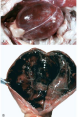 <p>What is being shown in this image that is more common in male species?</p>