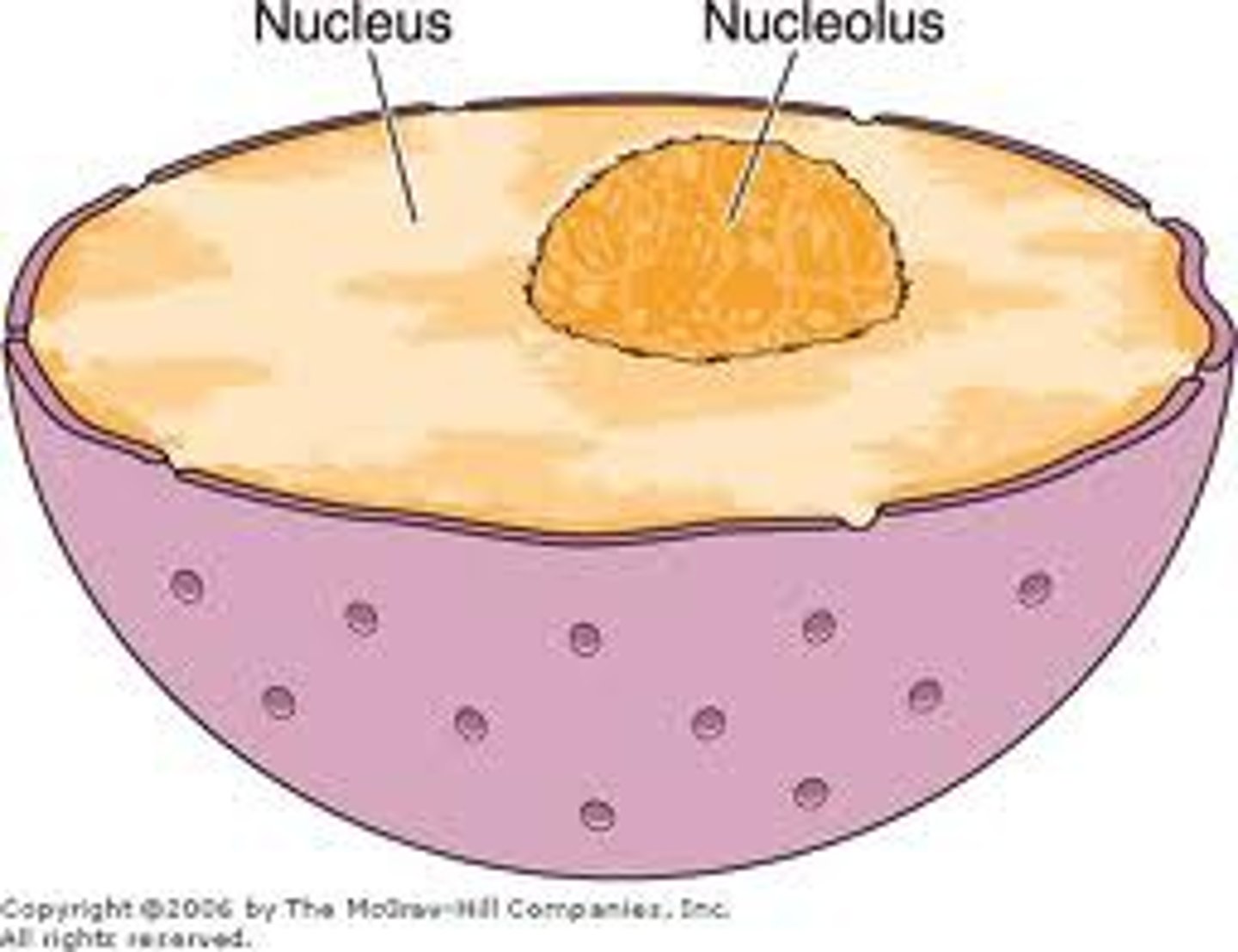 <p>Site of ribosome (rRNA) synthesis.</p>