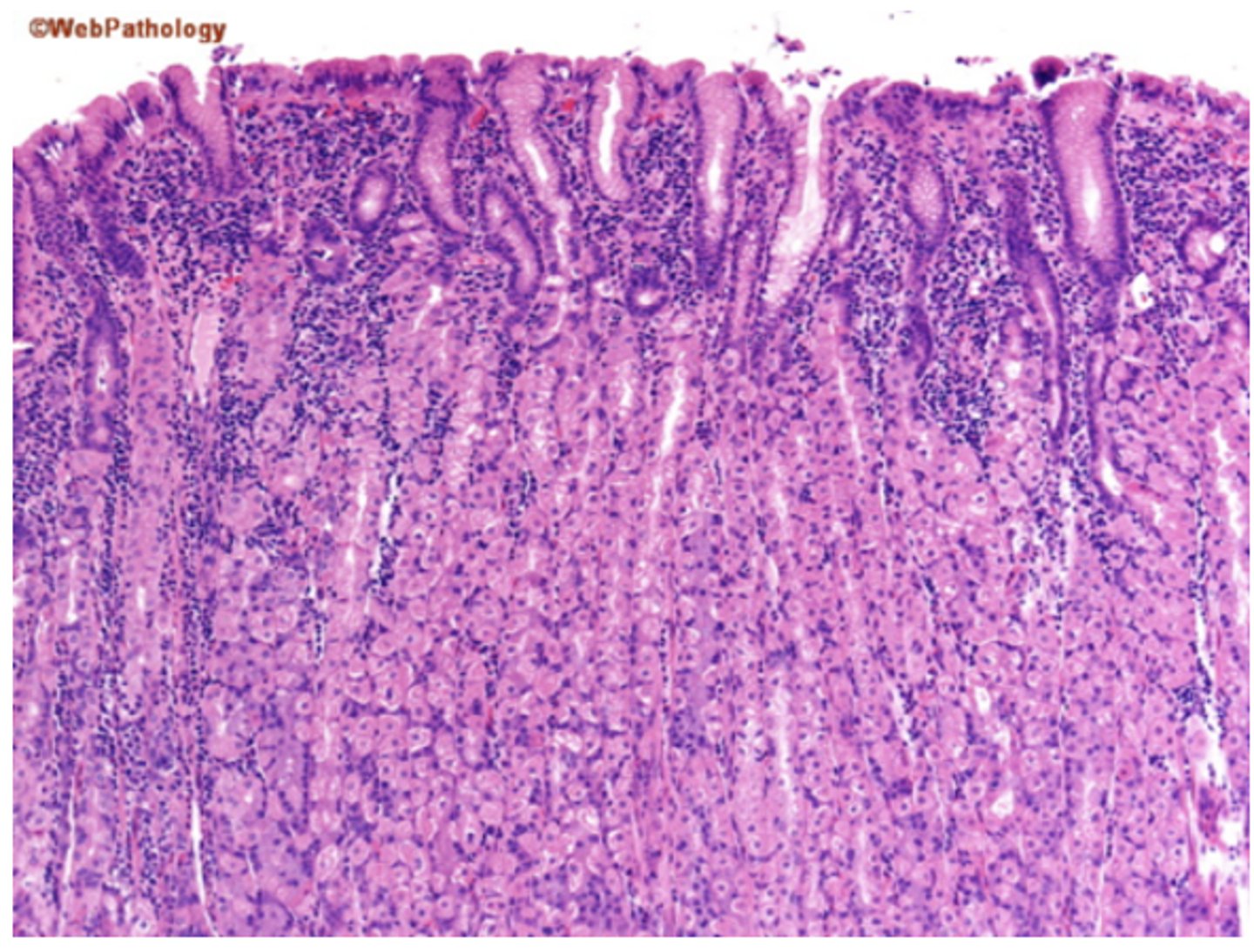 <p>Identify the organ</p>