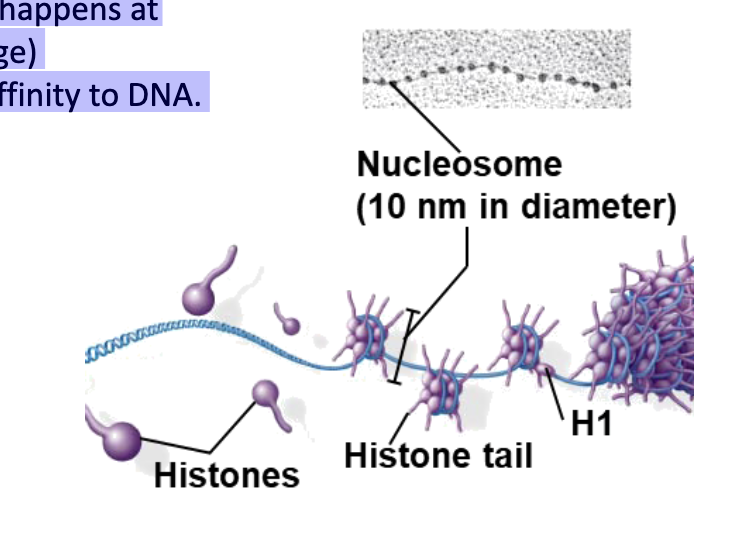 <p>• Also occurs on histone tail (Lysine)</p><p>• Prevents acetylation</p><p>• Enzymes:</p><p>• Polycomb Repressive Complex II </p><p>(PRC2): adds methyl mark (“off”)</p><p>• “Jumonji” enzymes (JMJD3)</p><p> demethylate: (“on”)</p>