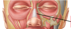 <p>constricts nostrils (sniffing)</p>