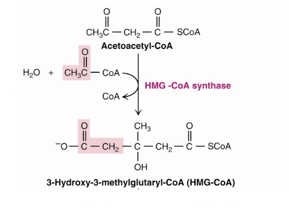 <p>HMG-CoA synthase</p>