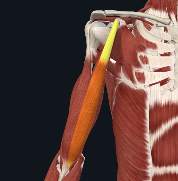 <p>What is the muscle shown in the photo, and what head?</p>
