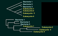<p>Diagram in which the length of a branch reflects number of changes in a DNA sequence.</p>