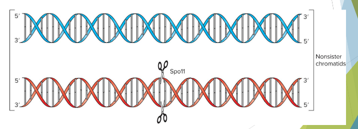 <p>Spo11 breaks phosphodiester bonds of both strands of one chromatid </p>