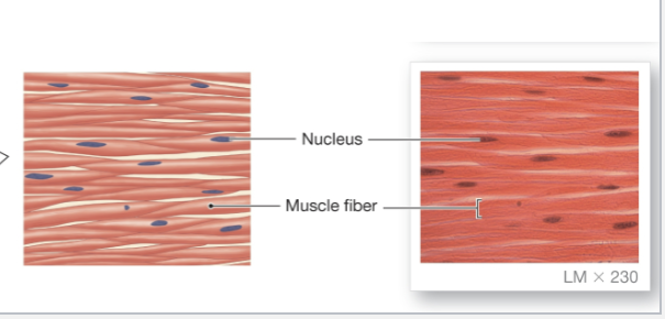 <p>primary muscle of internal organs and tubes and lacks striation</p>