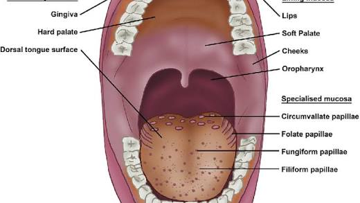 <p>Papillae of tongue </p>