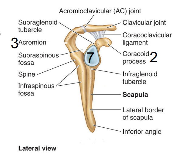<ul><li><p>Part of the scapula that <span style="color: yellow;"><strong>receives the head of the humorous</strong></span></p></li><li><p>Forms <span style="color: rgb(57, 255, 66);"><strong><em>glenohumeral joint</em></strong></span> (which is the primary ball-and-socket joint of the shoulder.)</p></li></ul><p></p>