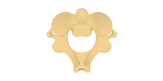 <p>Second bone of your spine</p>