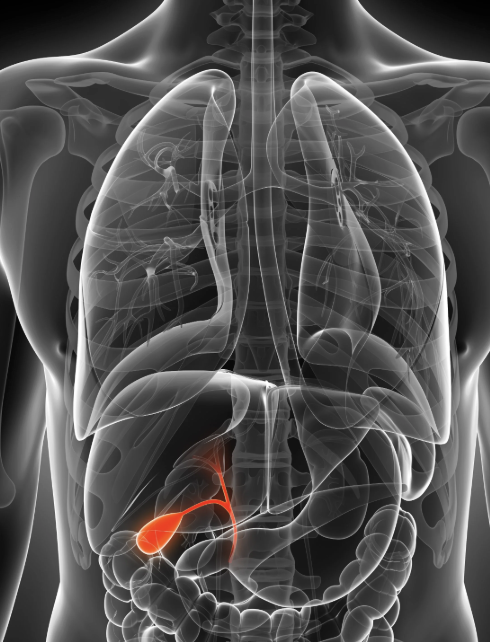 <p>Gall bladder </p>