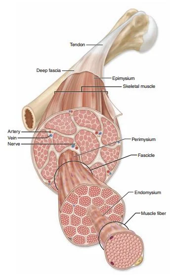 <p>Connective tissue that surrounds and separates individual bundles of muscle fibers (fascicles).</p>