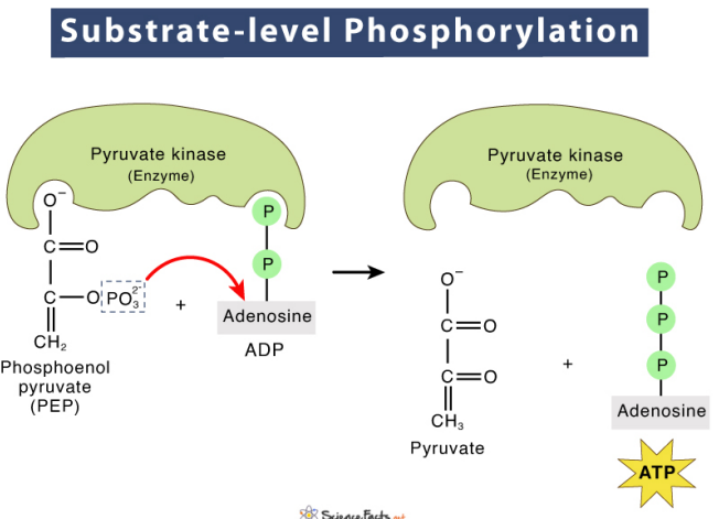 <p>Substrate-level phosphorylation: direct transfer of a phosphate group to ADP to form ATP during glycolysis and the Krebs cycle.</p><p>Oxidative Phosphorylation: ATP is formed from <strong>chemiosmosis</strong></p><ul><li><p>The process of moving H<sup>+</sup> to the other side of a membrane results in a gradient</p></li><li><p>As H<sup>+</sup> passes through the membrane, energy is captured to form ATP</p></li></ul><p></p>