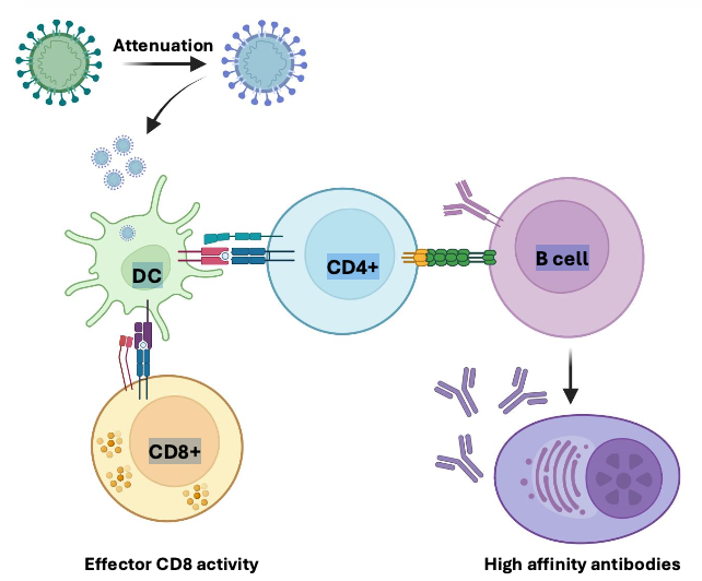 <p>Live attenuated vaccines use replication competent pathogens that have been attenuated (weakened)</p><ul><li><p class="p1">Live attenuated vaccines strongly activate both CD8 and CD4 responses</p></li><li><p class="p1">Attenuation is typically achieved by growing the pathogen in non-human cells or genomic editing to reduce infectivity</p></li></ul><p></p>