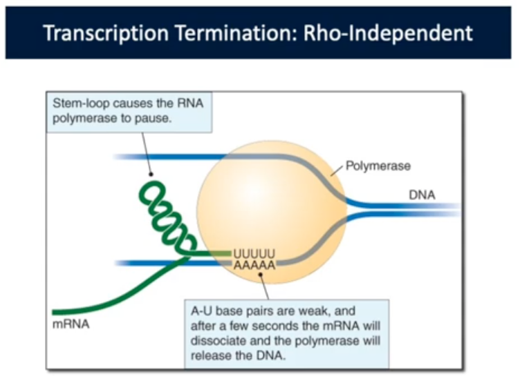 <p>Transcription Termination PT 1. (Rho-Dependent)</p>
