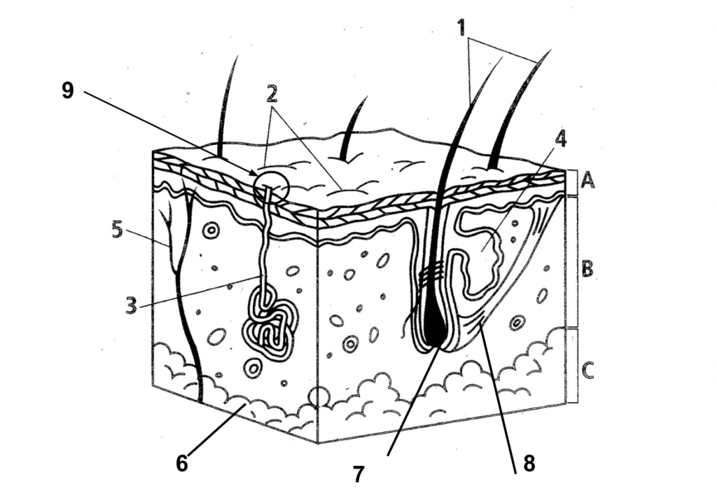 <p>What part of the integumentary system is this? (Number 8)</p>