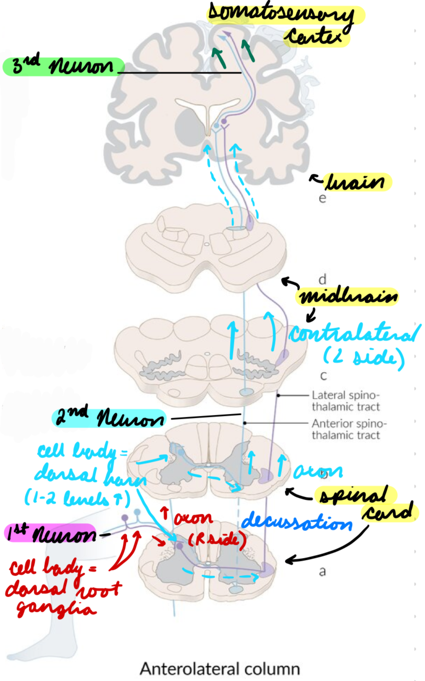 <p>Cell body in dorsal horn</p><p>Axons decussate in spinal cord + ascend contralaterally</p>