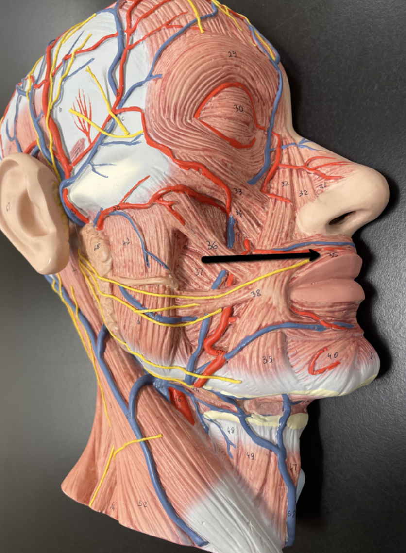 <p>Identify the muscle indicated by the pointer.</p>