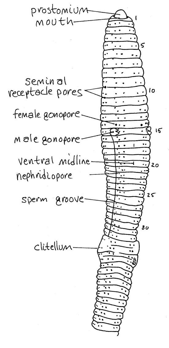 <p>setae, genital pores, sperm groove, clitellum, pygydium, anus</p>