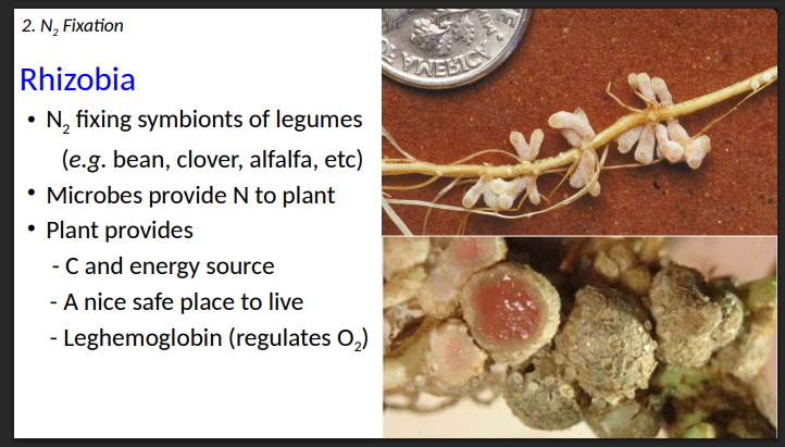 <ol><li><p>C and energy source </p></li><li><p>A nice safe place to live </p></li><li><p>Leghemoglobin (regulates O2 )</p></li></ol><p></p>