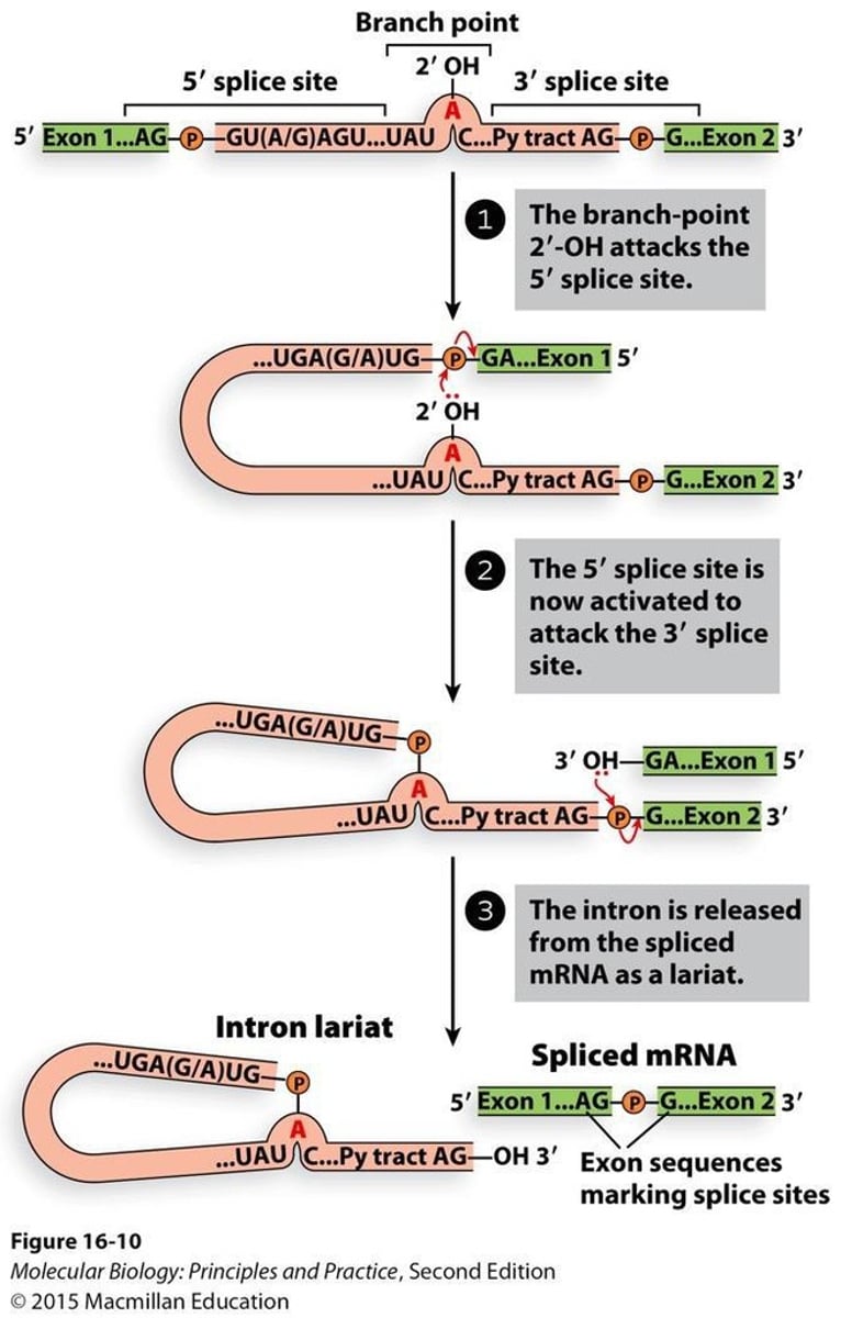 <p>Through nucleophilic attacks that break and rejoin the RNA backbone.</p>