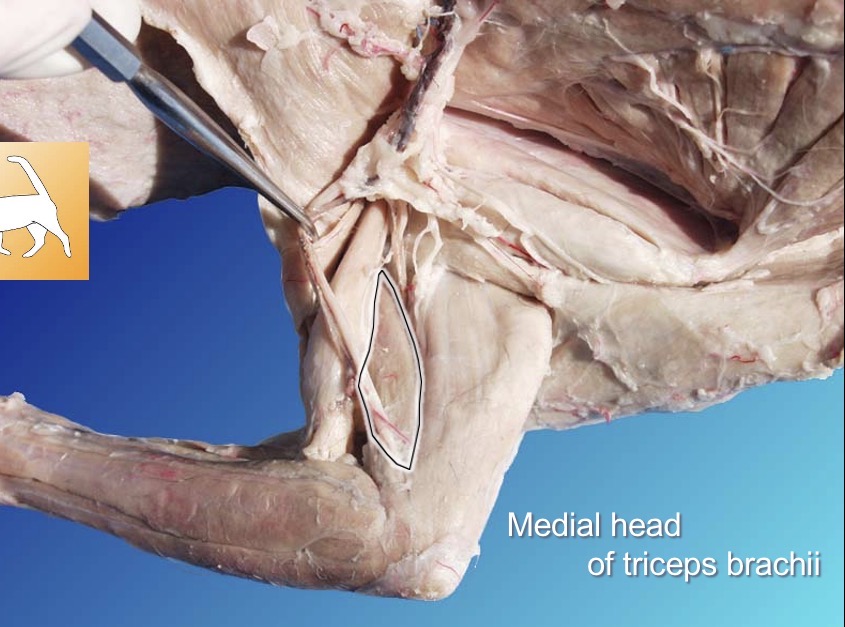 <p>Triceps brachii</p><p>Action: extends foramen</p><p>s: any other triceps brachii</p><p>a: biceps brachii</p>