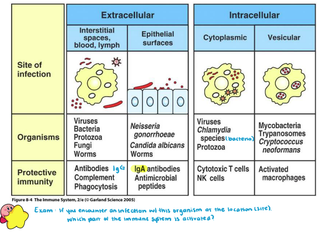 <p>If you encounter an infection of viruses, Chlamydia bacteria, or protozoa in the cytoplasmic (intracellular), what part of the immune system would be activated?</p>