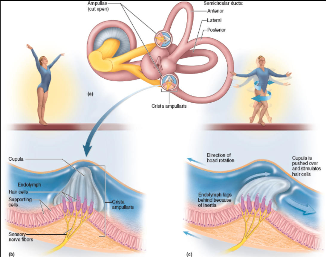 <p>perception of motion or angular acceleration; perceived by the <strong>semicircular canals</strong></p>