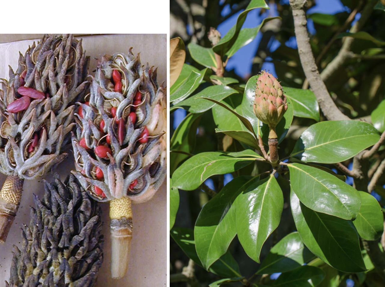 <p>Magnolia grandiflora</p>