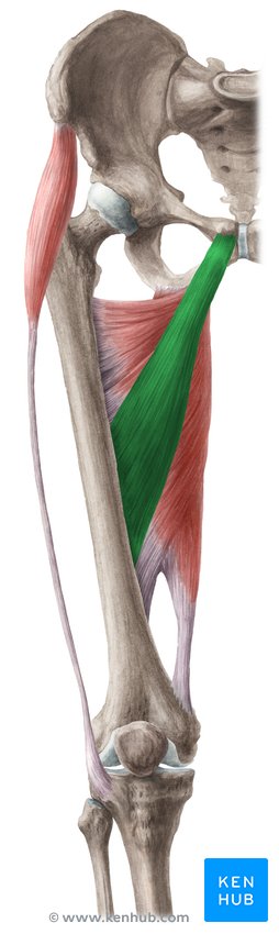 <p>adductor longus nerve</p>