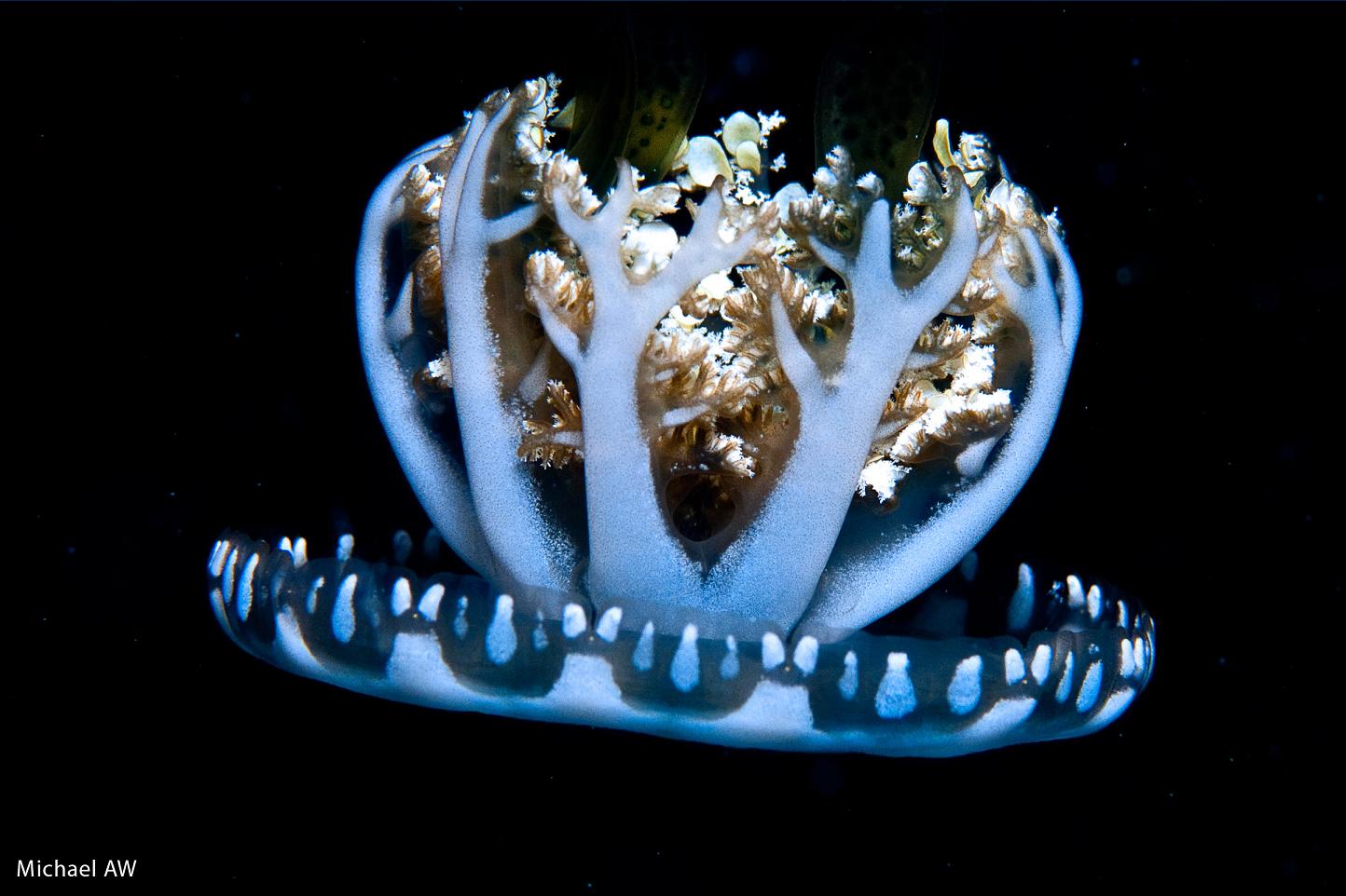 <p>What is this specimen and what Cnidarian class does it fall into?</p>