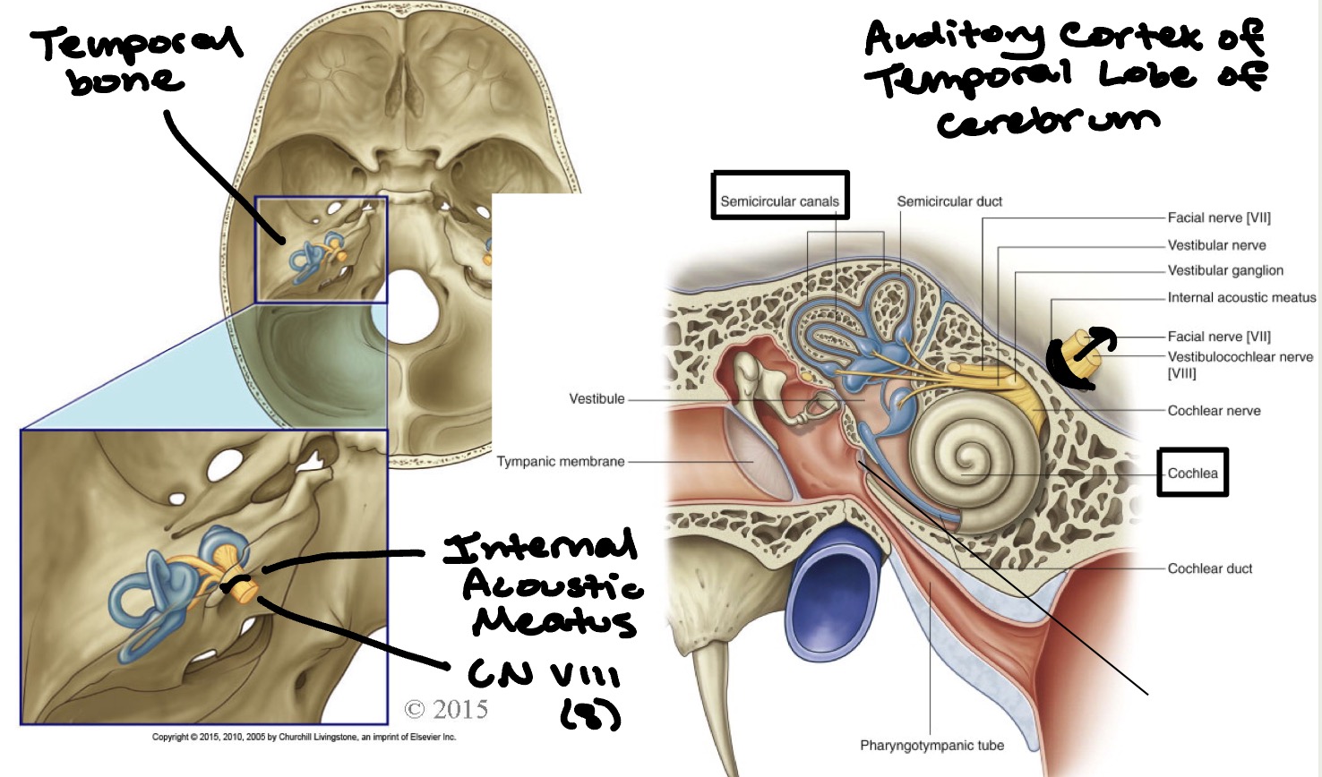 <ul><li><p>CN Vlll (vestibulocochlear nerve) goes through internal acoustic meatus </p></li><li><p>Temporal bone </p></li><li><p>Auditory cortex of temporal lobe of cerebrum</p></li></ul><p></p>