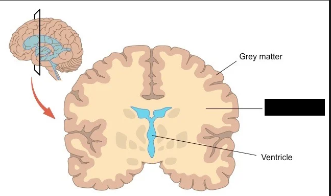 <p>a primary tissue of the central nervous system composed of myelinated nerve fibers (axons) which makes up it’s color<span>. It makes up about half the human brain and acts as the communication network, relaying electrical signals between different regions of the brain and spinal cord</span></p>