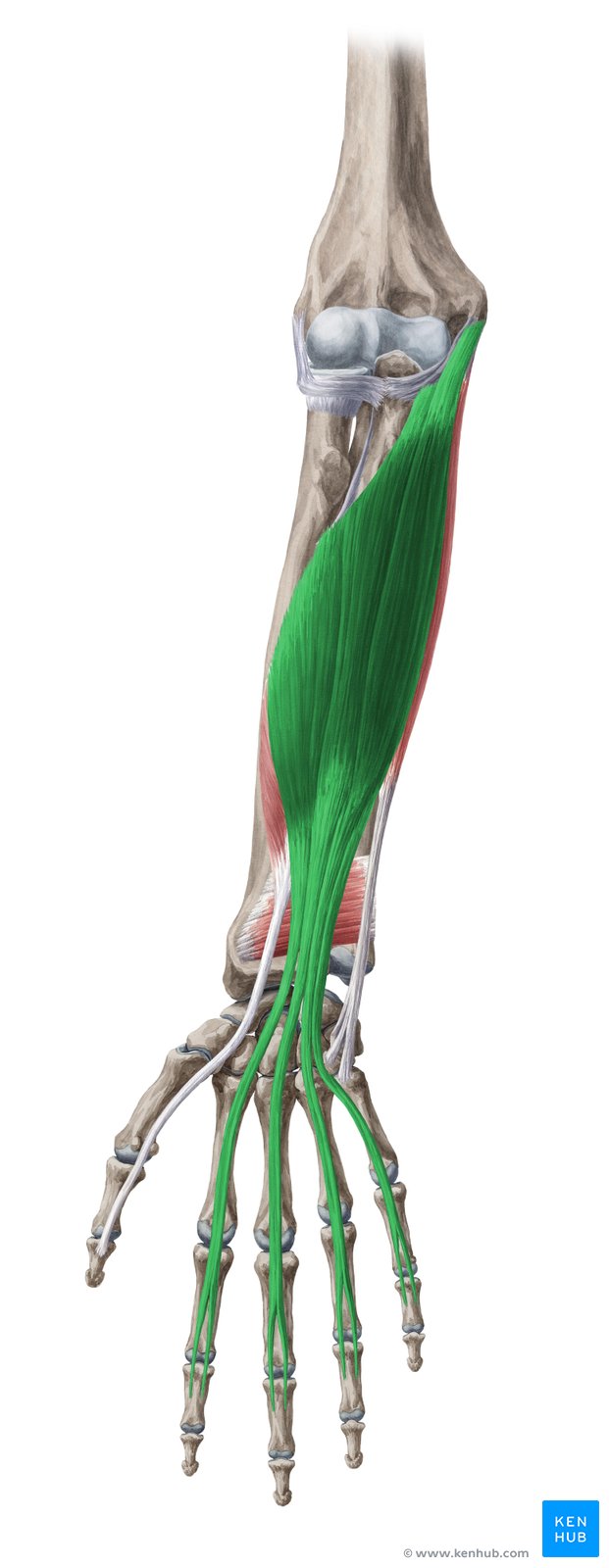 <p><span>M. flexor digitorum superficialis (2 Anteile)</span></p><p><span>Ursprung, Ansatz, Funktion</span></p>