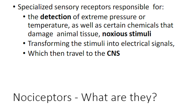 <p><strong>Function</strong><br> Detect <strong>extreme pressure</strong>, <strong>temperature</strong>, and <strong>noxious chemicals</strong> that can damage tissue</p><p><strong>Mechanism</strong><br> Transform harmful stimuli into <strong>electrical signals</strong></p><p><strong>Pathway</strong><br> Signals travel to the <strong>central nervous system (CNS)</strong> for processingNoci</p>
