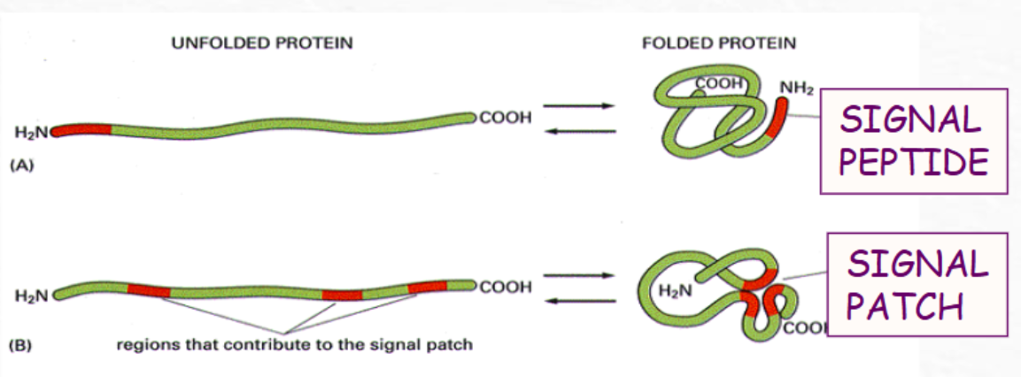 <p>A signal peptide or a signal patch</p>