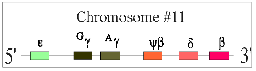<p>beta-Globin Chain Synthesis</p>