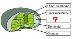 <p>fluid portion of the chloroplast; outside of the thylakoids</p>
