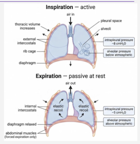 <ul><li><p>External intercostal respiratory muscles relax </p></li><li><p>Elastic recoil reduces lung volume</p></li><li><p>Alveolar pressure rises above atmospheric pressure</p></li><li><p>Airflow out of the lungs</p></li></ul><p></p><p><strong>Note: air flows down the pressure gradient </strong></p>