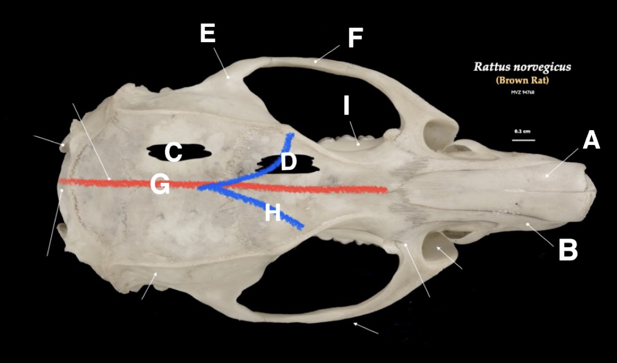 <p>G (Line to back of skull)</p>